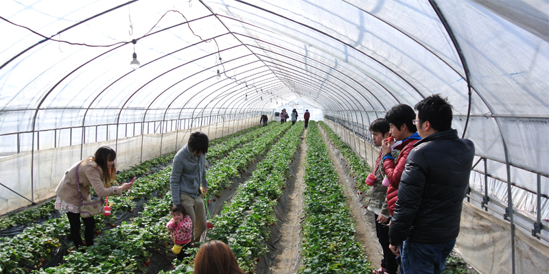 いちご狩り写真