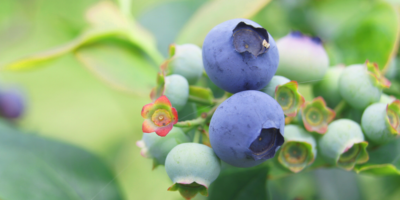 ブルーベリー写真